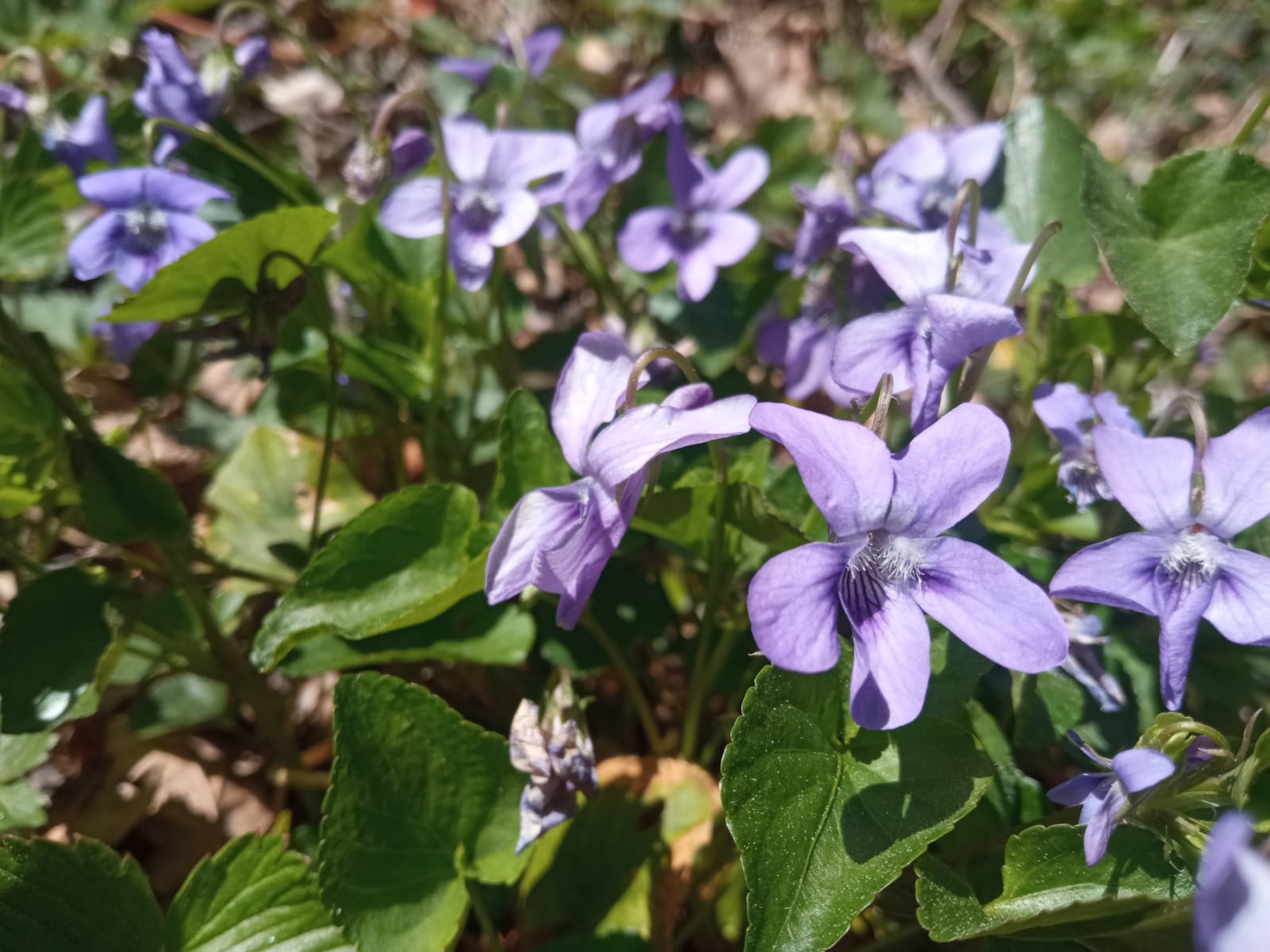 Com floreixen els introvertits? Lliçons de la Violeta
